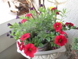 yIMG_4984