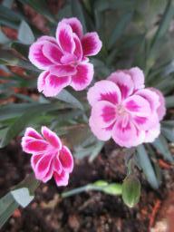 yIMG_4986