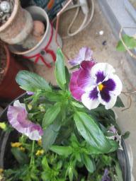 yIMG_4987