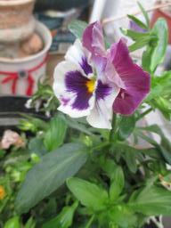 yIMG_4988