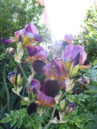 yIMG_5065