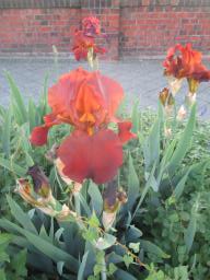 yIMG_5247
