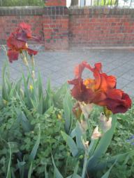 yIMG_5248