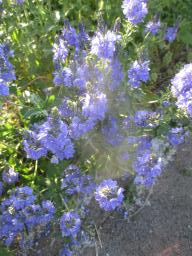 yIMG_5249