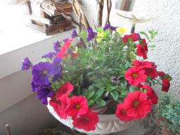yIMG_5259