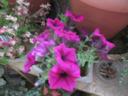 yIMG_5261