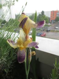 yIMG_5265