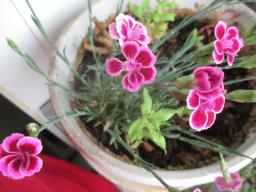 yIMG_5267