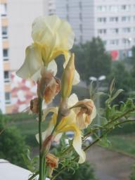 yIMG_5270