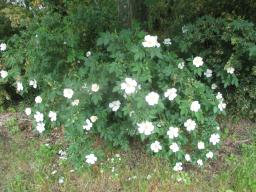 yIMG_5280