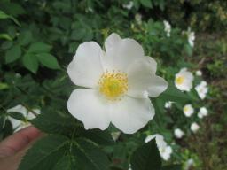yIMG_5281