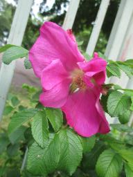yIMG_5283