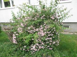 yIMG_5288
