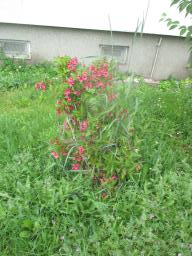 yIMG_5290