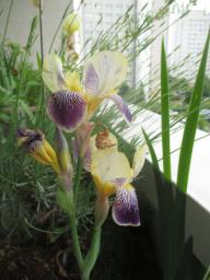 yIMG_5324