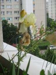 yIMG_5325
