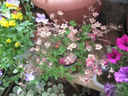 yIMG_5330
