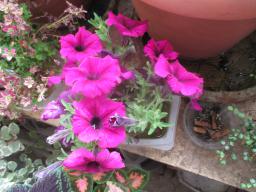 yIMG_5331