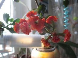 yIMG_5340