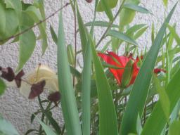 yIMG_5556