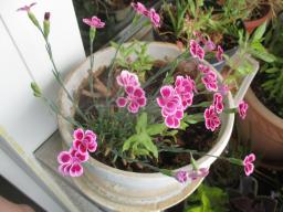 yIMG_5729