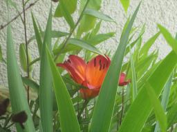 yIMG_5731