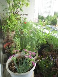 yIMG_5737