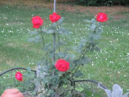 yIMG_5929