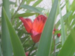 yIMG_5966