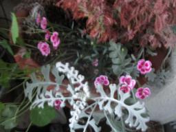 yIMG_5973