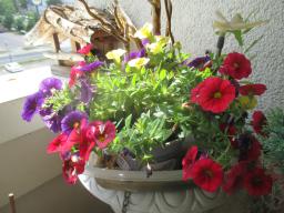 yIMG_6005