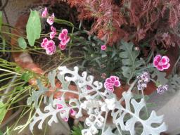 yIMG_6006