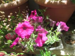 yIMG_6009