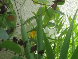 yIMG_6011