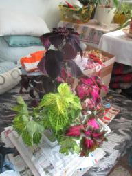 yIMG_6257
