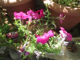 yIMG_6263