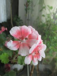 yIMG_6266