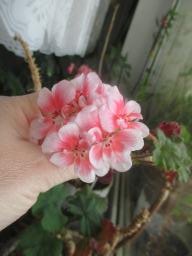 yIMG_6267