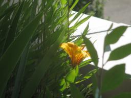 yIMG_6269