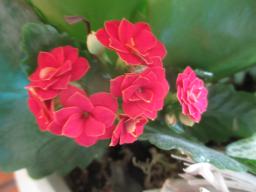 yIMG_6293