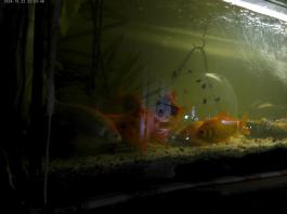 This photo is taken by AllWinner's v3-sdv