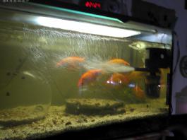 This photo is taken by AllWinner's v3-sdv