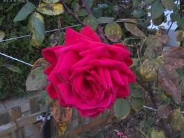 This photo is taken by AllWinner's v3-sdv
