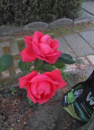 This photo is taken by AllWinner's v3-sdv