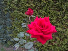This photo is taken by AllWinner's v3-sdv