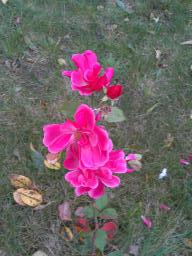 This photo is taken by AllWinner's v3-sdv