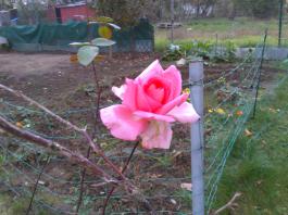 This photo is taken by AllWinner's v3-sdv