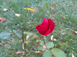 This photo is taken by AllWinner's v3-sdv