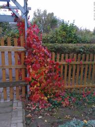 This photo is taken by AllWinner's v3-sdv
