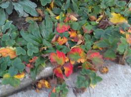 This photo is taken by AllWinner's v3-sdv